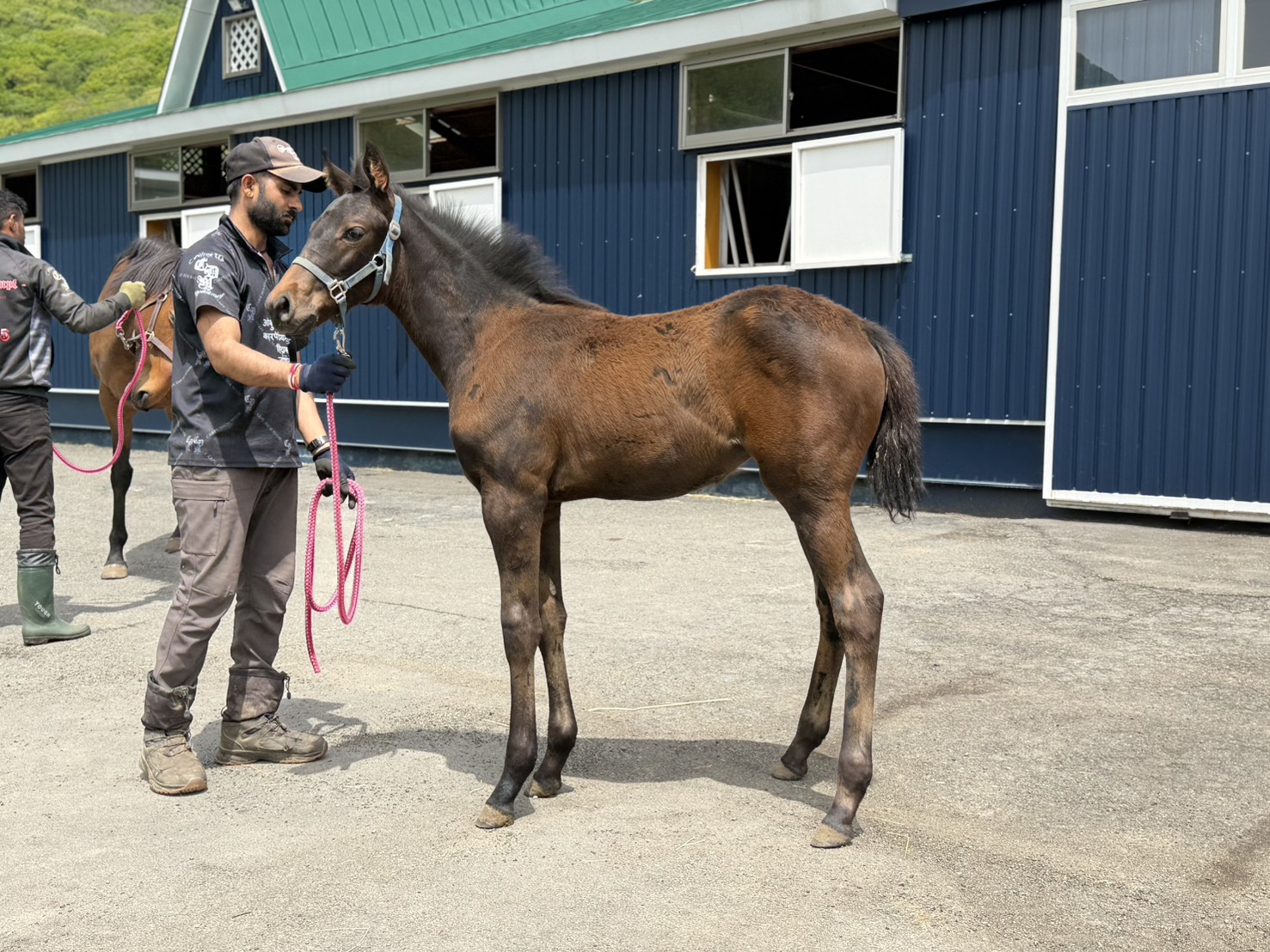 新たな繁殖牝馬「ローグステート（IRE）」を導入しました